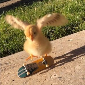 Meet your Posher, Noah